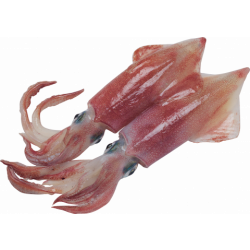 Кальмары в рационе: полезно или вредно?