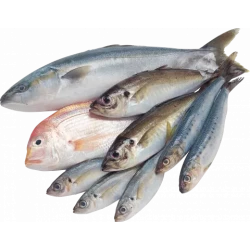 Рекомендации по соблюдению рыбной диеты | SaratovFish