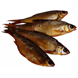 Как вялят рыбу в промышленных условиях