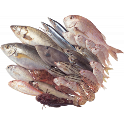 Мировая биомасса рыбы в десять раз больше чем считалось прежде?